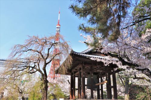 増上寺の桜イメージ