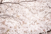 目黒川の桜イメージ