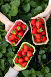 いちご狩りイメージ